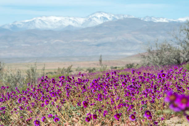 Meadow of Rocky Mountain Bee Plant Flowers - Colorful vibrant pink/magenta/purple colored wildflowers blossoming along mountain valley floor. Cleome Serrulata.