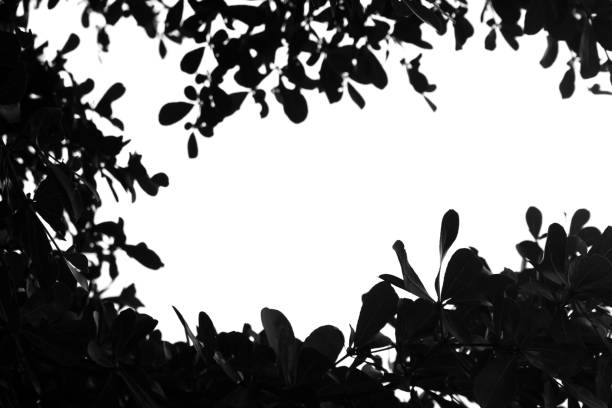 istock The leaves in a black and white pattern vintage style 825440150