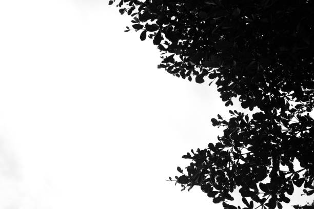 istock The leaves in a black and white pattern vintage style 825440154