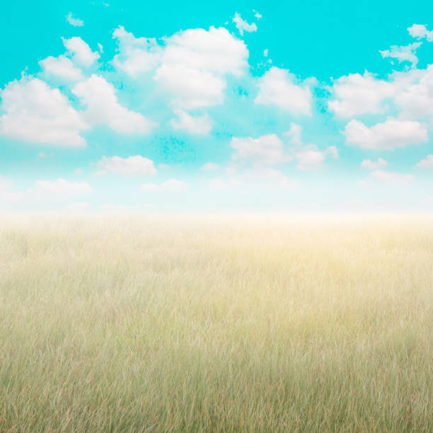 Vintage view of green meadow and sky background.