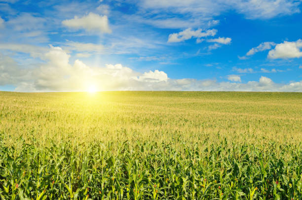 istock Green field with corn. Blue cloudy sky. Sunrise on the horizon. 825443326