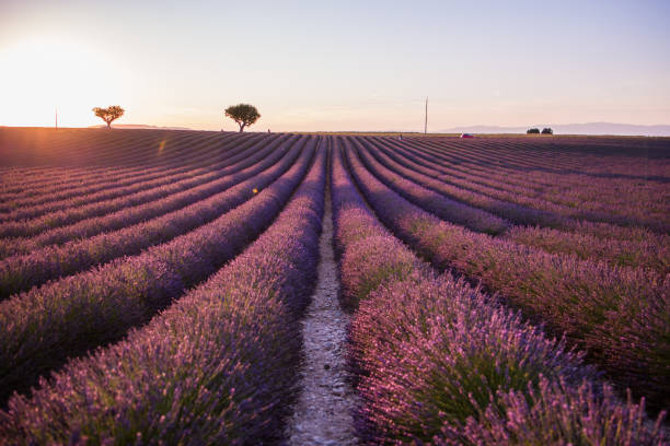 istock Lavender flower blooming fields in endless rows, Provence, France 825443730
