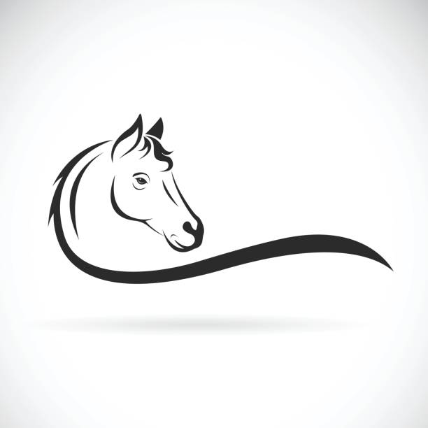illustrations, cliparts, dessins animés et icônes de vecteur d’une tête de cheval sur fond blanc. animal sauvage - cheval