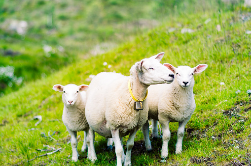 Rebaño de ovejas en un prado verde en Noruega photo