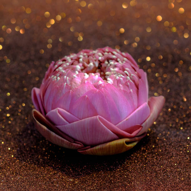 Pink water lily or lotus flower folding thai style with red bokeh background. Pray or meditation caption and aroma concept Pink water lily or lotus flower folding thai style with red bokeh background. Pray or meditation caption and aroma concept. pink memorial candle with flowers stock pictures, royalty-free photos & images