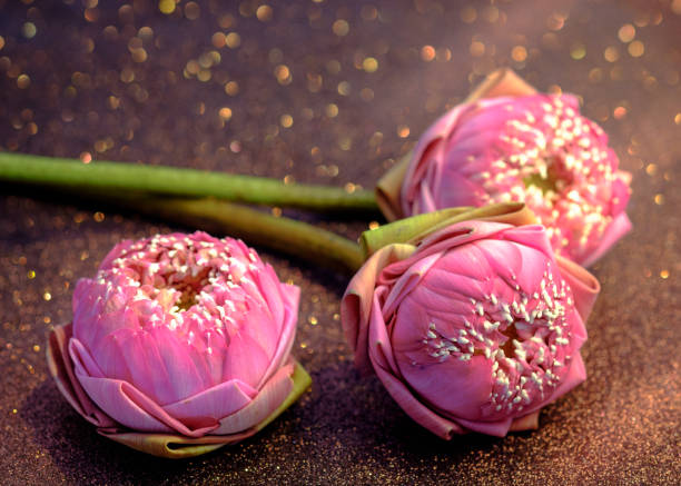 Pink water lily or lotus flower folding thai style with red bokeh background. Pray or meditation caption and aroma concept Pink water lily or lotus flower folding thai style with red bokeh background. Pray or meditation caption and aroma concept. pink memorial candle with flowers stock pictures, royalty-free photos & images