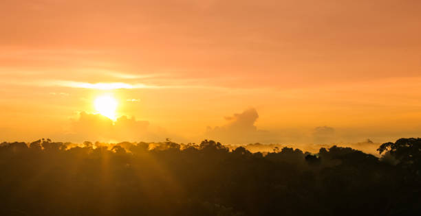 coucher de soleil sur la forêt tropicale de l’amazone au brésil - tropical rain forest flash photos et images de collection