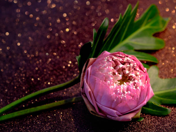 Pink water lily or lotus flower folding thai style with red bokeh background. Pray or meditation caption and aroma concept Pink water lily or lotus flower folding thai style with red bokeh background. Pray or meditation caption and aroma concept. pink memorial candle with flowers stock pictures, royalty-free photos & images