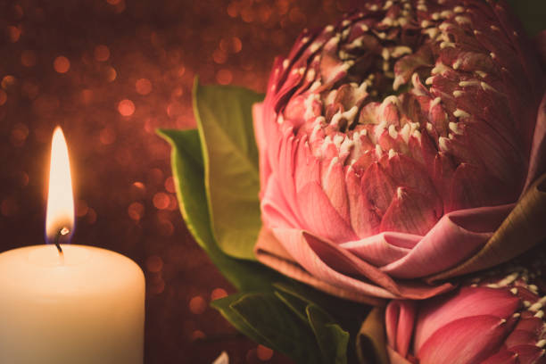 Vintage image style on pink water lily or lotus flower folding thai style with white candle light for worship with red bokeh background Vintage image style on pink water lily or lotus flower folding thai style with white candle light for worship with red bokeh background. pink memorial candle with flowers stock pictures, royalty-free photos & images