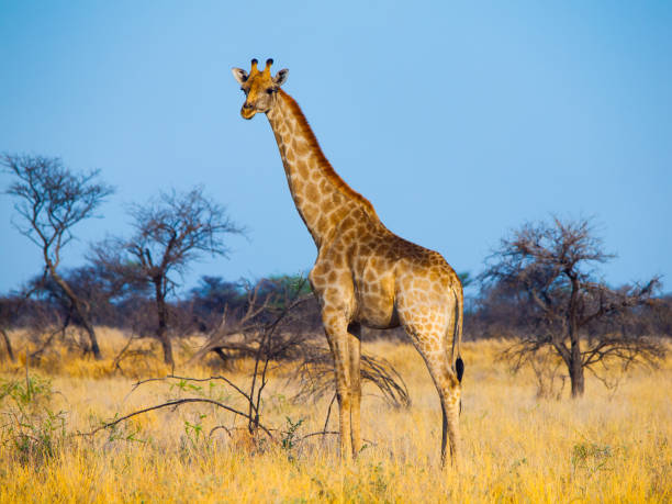istock Standing giraffe in savanna 825447602