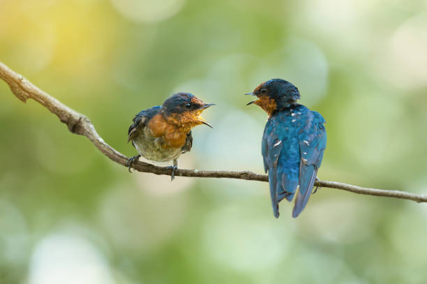 会話をする 2 つの鳥 - 動物の口 ストックフォトと画像