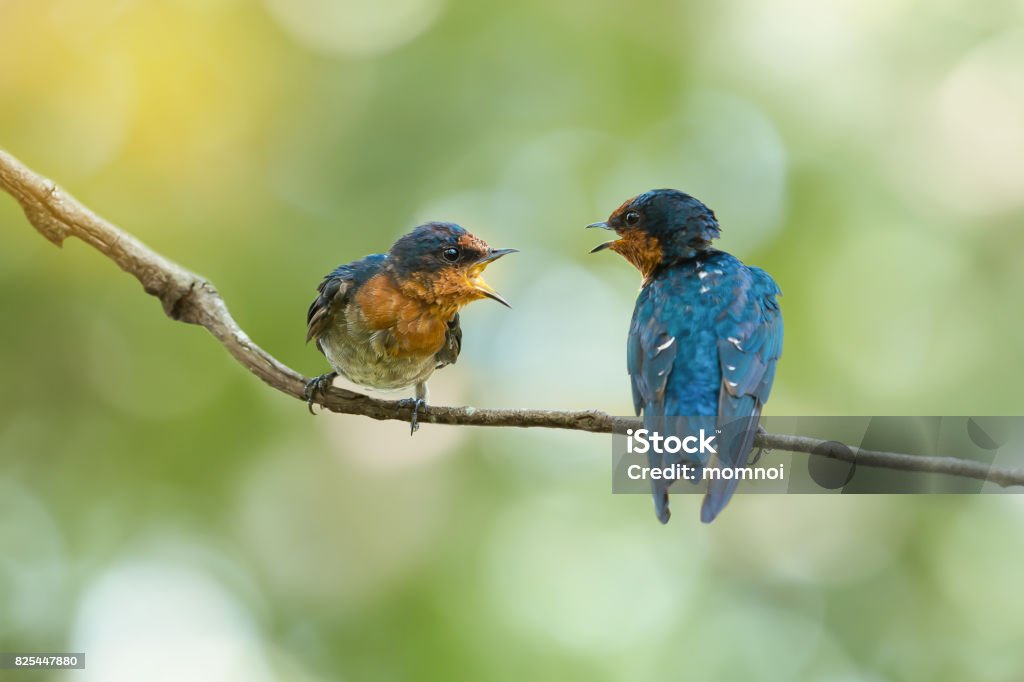Two birds talking Two Pacific Swallow( Hirundo tahitica ) birds facing each other with open beak. Discussion Stock Photo