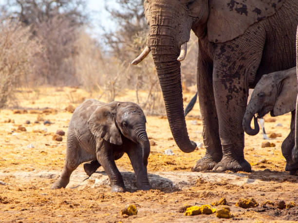 istock Young african elephant playing in the mud, Etosha National Park, Namibia 825447936