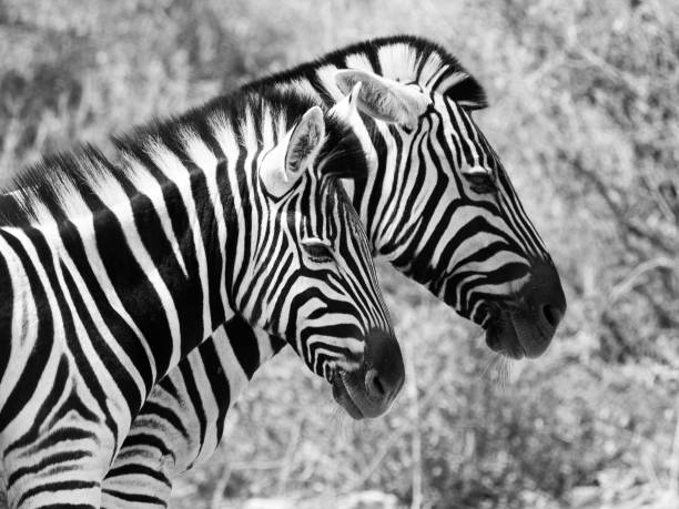 istock Couple of zebras 825448216