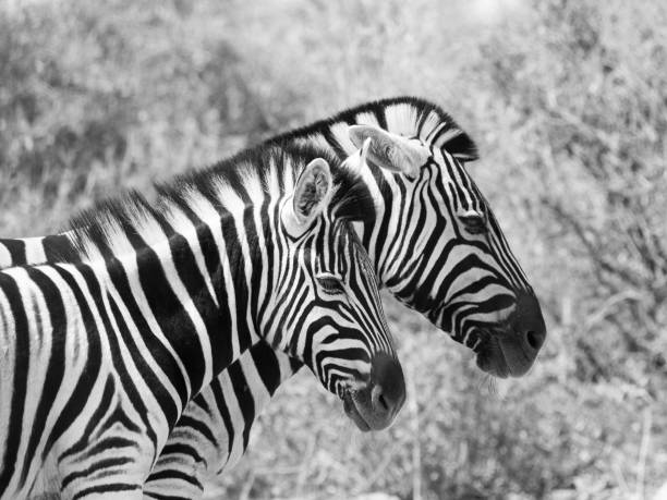 istock Couple of zebras 825448244