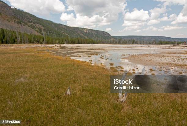 Dead Tree Stump In Black Sand Geyser Basin In Yellowstone National Park In Wyoming Usa Stock Photo - Download Image Now