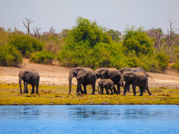 istock Elehpant family at the river 825448450