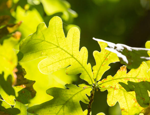 istock Green leaves on an oak tree in the nature 825451092