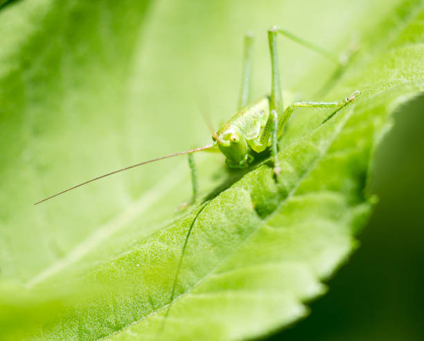 istock Grasshopper on a green leaf in the open air 825451472
