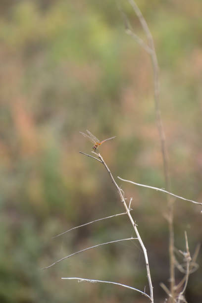 A dragon fly of the branch of the tree with color background