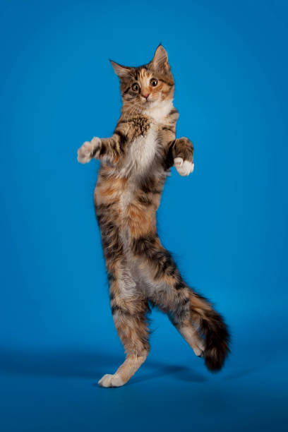 istock Very funny Maine Coon kitten playing on a blue studio background. A funny animal. 825454420