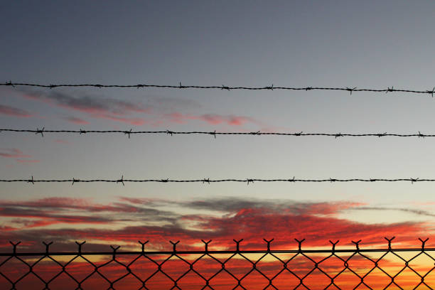 istock Barbed wire fence at dusk 825454510