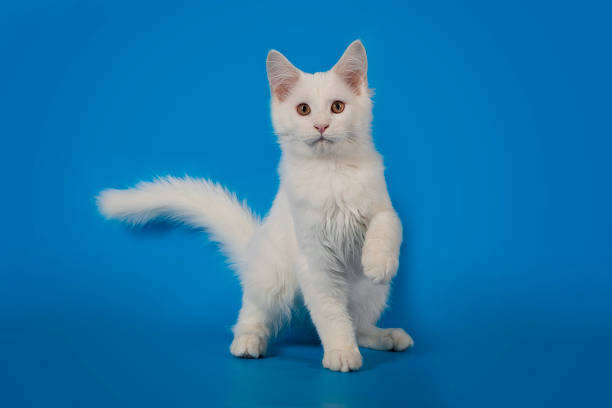 istock White cute kitten Maine Coon on a studio background. The kitten is played. 825457004