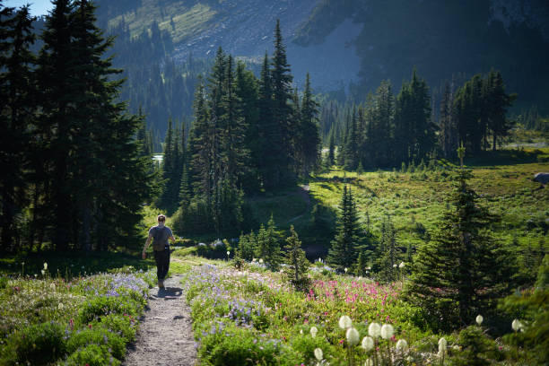 istock Wandering in the Wildflowers 825457246