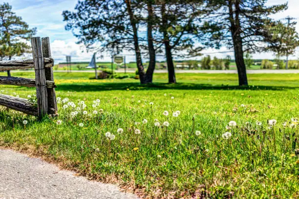 White dandelion flowers in green grass in Quebec, Canada with wooden fence and trail