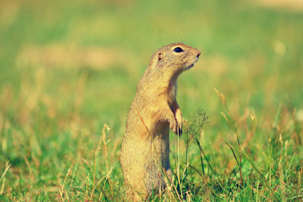 istock Alerted squirrel . Ground squirrel alert and watching around. Cute mammal 825461934