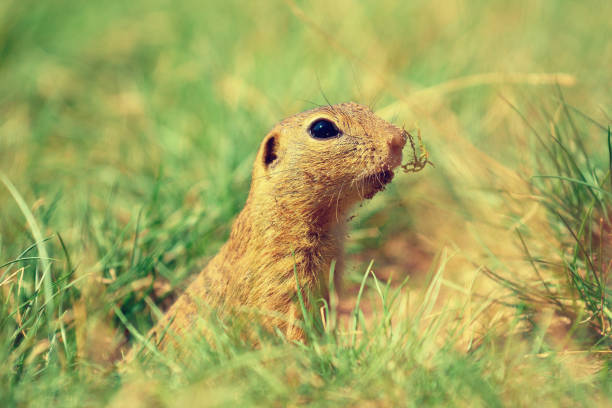 istock Cute European ground squirrel. Lovely gnawer feeding in grass(Spermophilus citellus) 825464366