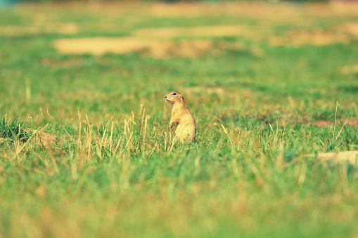 Cute European ground squirrel. Lovely gnawer feeding on meadow (Spermophilus citellus)