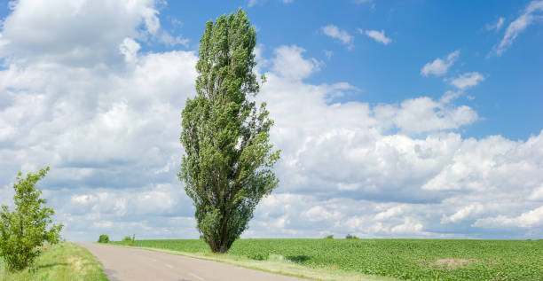 chopo solitario cerca de un camino rural - álamo árbol fotografías e imágenes de stock