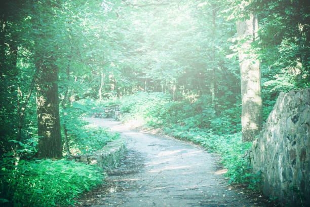 istock Road in the forest park in the spring With a white highlight 825473946