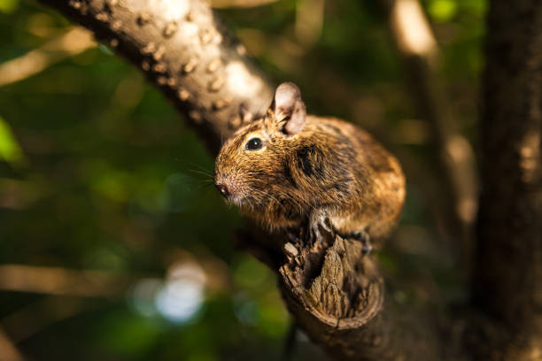 istock rodent degu on a branch 825474446