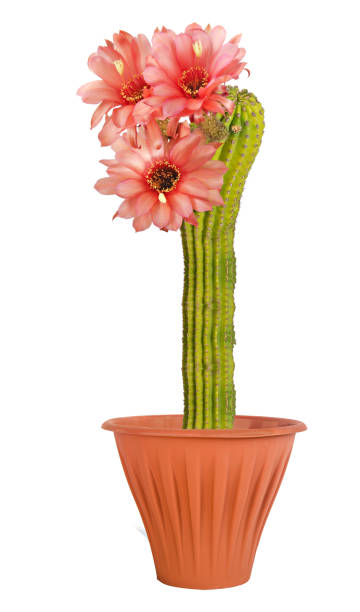 istock An Easter lily cactus with a flowers 825474692