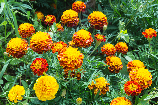 Bright beautiful flowerses on background of the green herb in garden