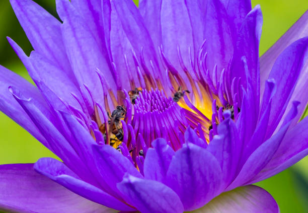 istock Bee on lotus flower in macro shot 825478024