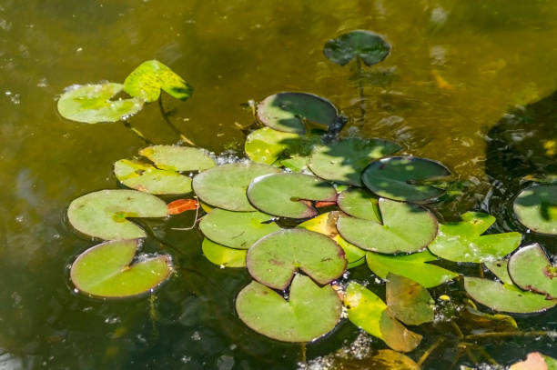 istock Water lily on the surface of garden pond 825478682
