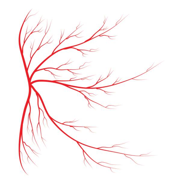 ilustraciones, imágenes clip art, dibujos animados e iconos de stock de diseño de icono vectorial del símbolo de araña vena. hermosa ilustración aislada sobre fondo blanco - blood human vein animal vein human blood vessel