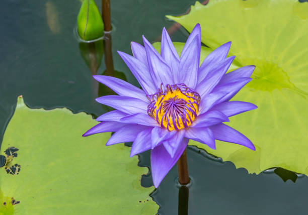 istock Beautiful lotus in a garden 825479116