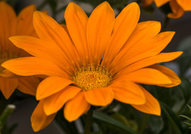 istock Giant Gazania Flower 825482284