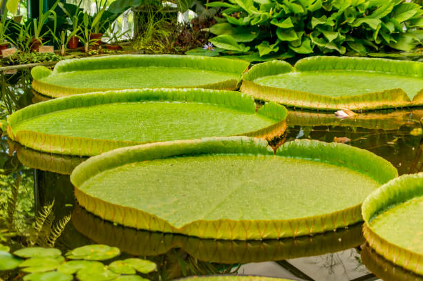 istock Giant water lily leaves victoria amazonica 825482348