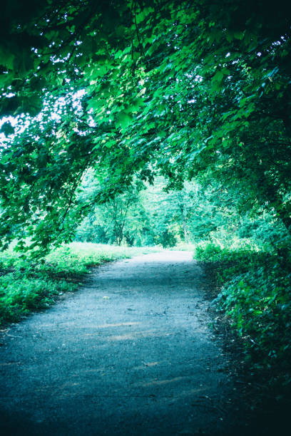 istock Road in the forest park in the spring 825482362