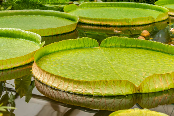 istock Giant water lily leaves victoria amazonica 825482622