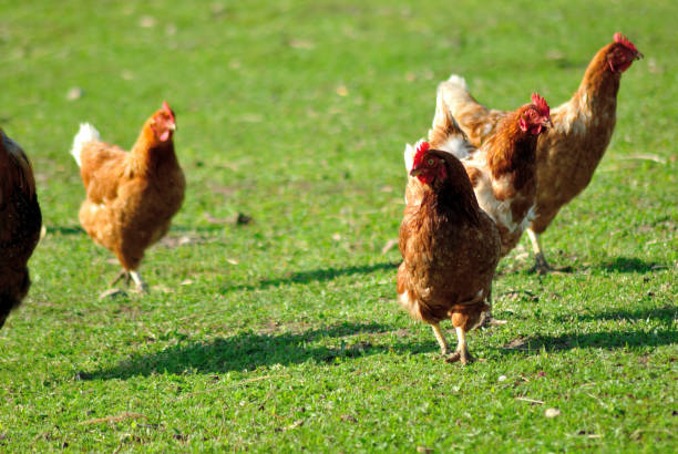 istock Rhode Island Red Hens chicheks on green grass 825486082