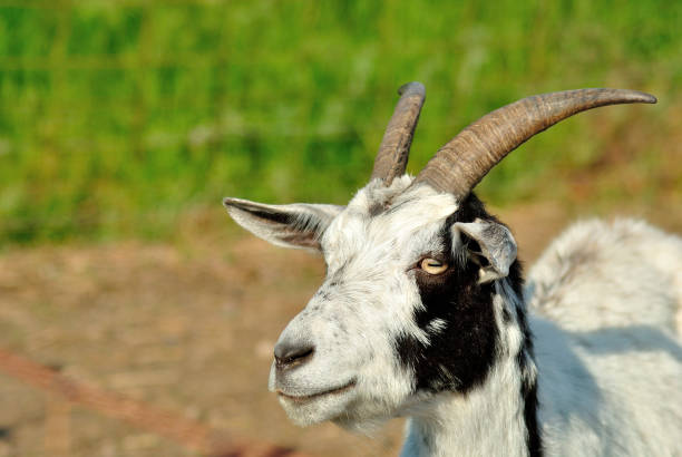 istock Saanen black and white goat close-up 825486266