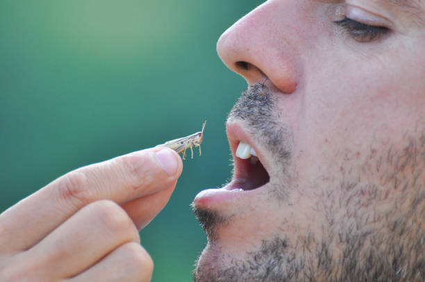 istock Men eating a grasshopper. Extreme survival in a nature. 825488936
