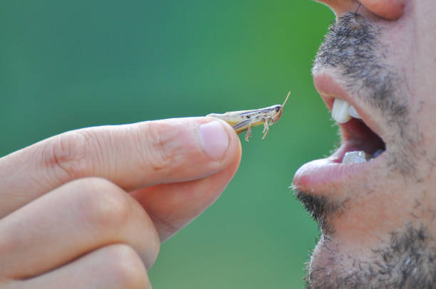 istock Men eating a grasshopper. Extreme survival in a nature. 825489098