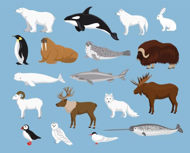 Arctic animals collection Arctic animals collection with reindeer, orca, narwhal, shark, musk ox, fox, wold, puffin, tern, moose, walrus, penguin, beluga whale, hare, polar bear, harp seal, dall sheep, snowy owl polar bear snow bear arctic stock illustrations